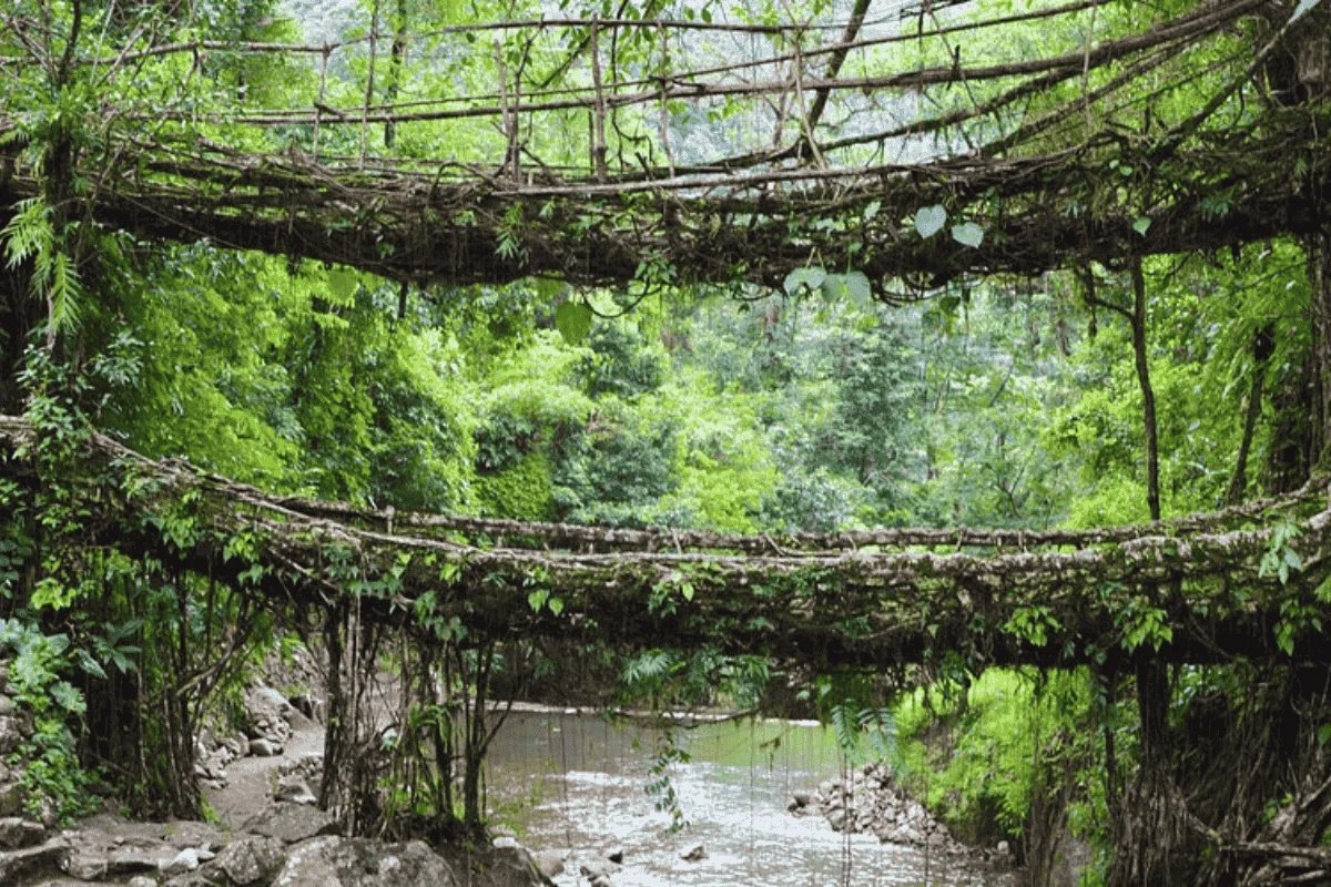 Double decker living root bridge